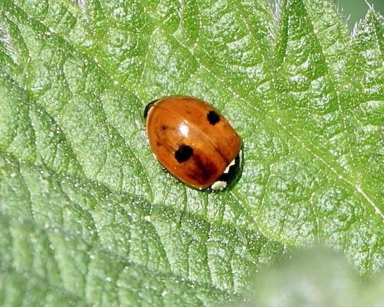 2-spot ladybird